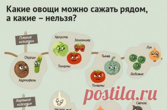 Порядок на грядках: какие растения несовместимы друг с другом. Инфографика «Соседи» по огородной грядке могут навредить. Как правильно сажать растения, чтобы получить достойный урожай, в памятке «АиФ-Юг».