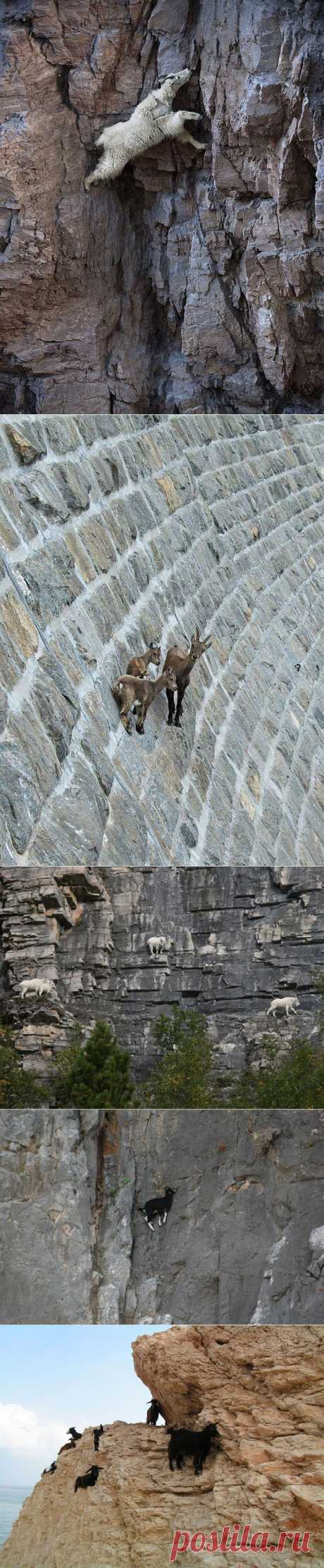 Бесподобные фотографии горных козлов!!! | ЖЕНСКИЙ МИР