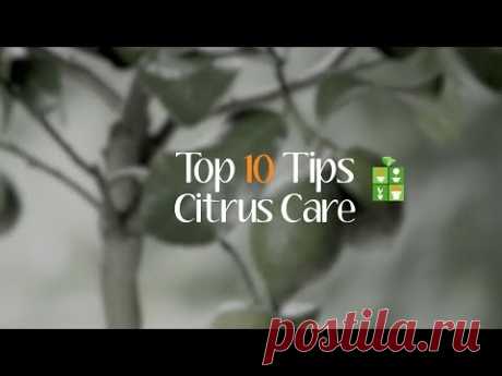 Top 10 Tips for Citrus Care