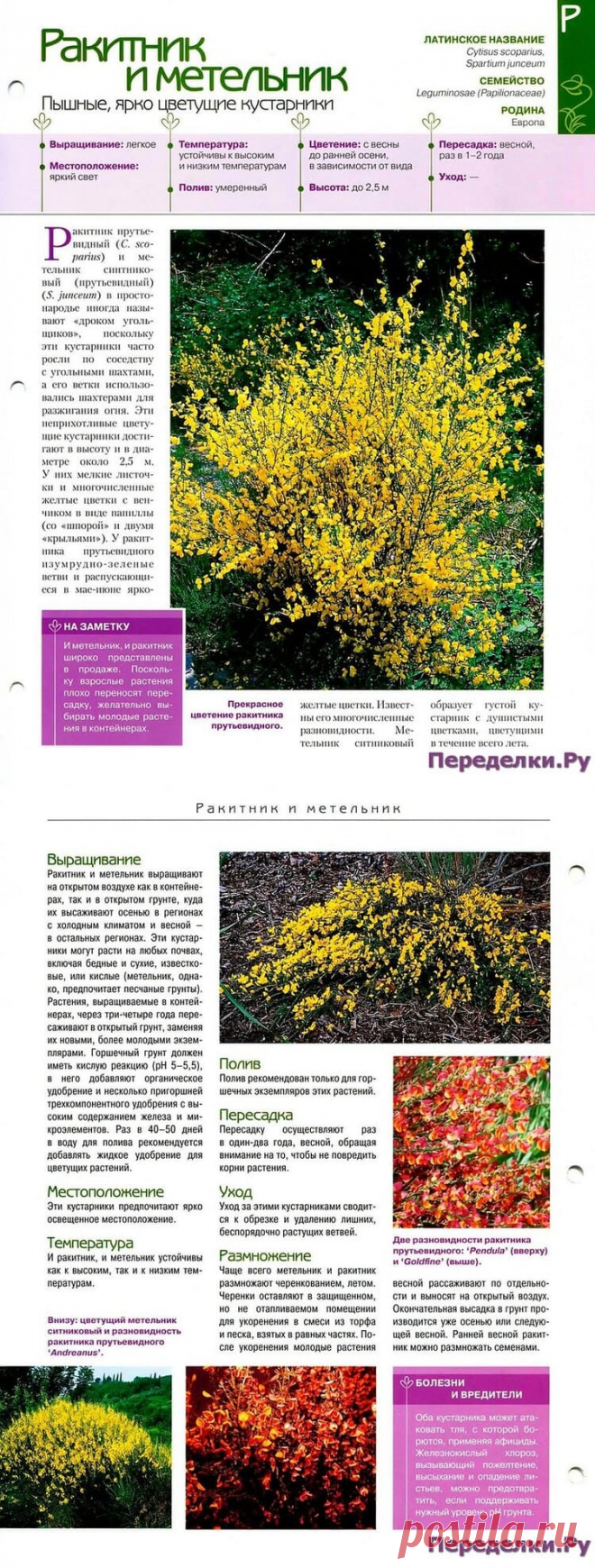 Ракитник и метельник * Переделки.РуПеределки.Ру
