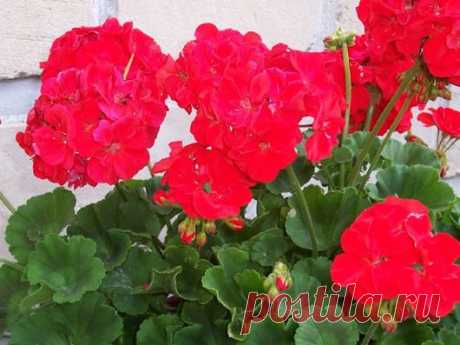 ДЕНЕЖНЫЕ ДЕРЕВЬЯ... | Познавательный сайт ,,1000 мелочей&quot;