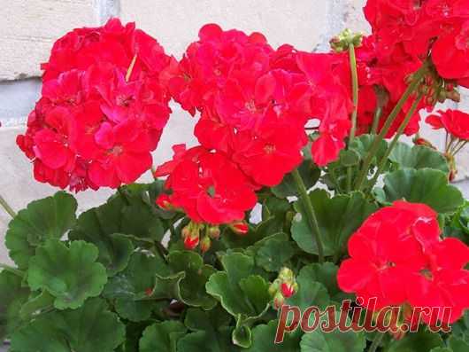 ДЕНЕЖНЫЕ ДЕРЕВЬЯ... | Познавательный сайт ,,1000 мелочей"