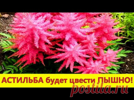 Астильба. ПОСЛЕ этого АСТИЛЬБА СТАНЕТ УКРАШЕНИЕМ ВАШЕГО САДА!/ Уход,посадка,размножение астильбы.