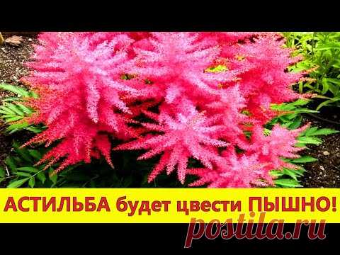 Астильба. ПОСЛЕ этого АСТИЛЬБА СТАНЕТ УКРАШЕНИЕМ ВАШЕГО САДА!/ Уход,посадка,размножение астильбы.