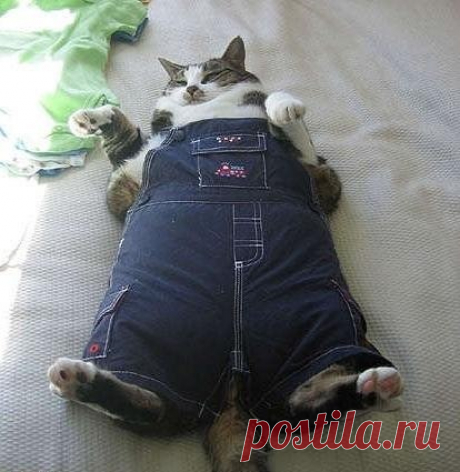 Дневник Хобб
