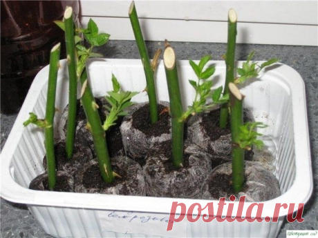 Трoйчaткa для прoрaщивaния рoз
