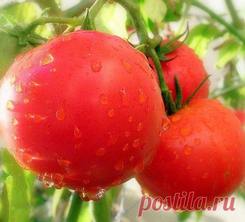 Самоцветик