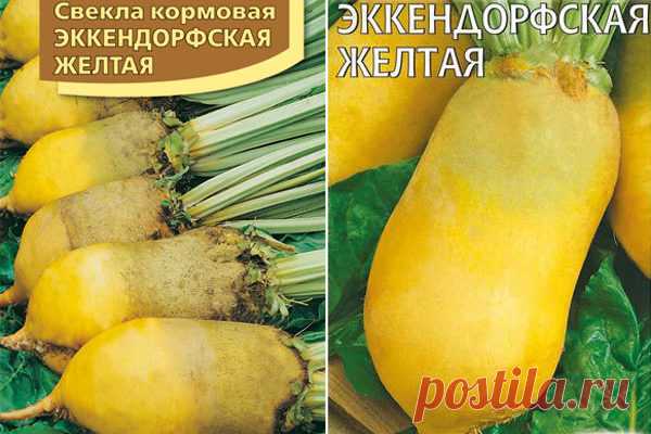 Свекла Эккендорфская желтая кормовая: описание и характеристика сорта, фото, отзывы, достоинства и недостатки, особенности выращивания, урожайность
