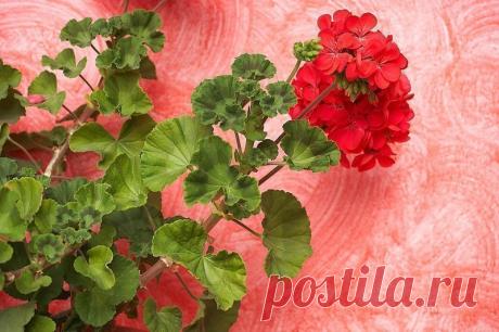 9 НЕДУГОВ, КОТОРЫЕ ЛЕЧИТ ГЕРАНЬ 

Пеларгония домашняя (герань) — растение, которое раньше считали цветком аристократов. Ее восхитительные пышные цветы и яркий окрас станут украшением любого жилища. 

Но герань — это не просто красивый цветок. Ее лечебные свойства сложно переоценить. 

Лечение геранью. 

Для лечения кашля на литр воды возьми 25 г листьев пеларгонии и прокипяти их в течение 10 минут. Полощи этой жидкостью горло, и симптомы простуды как рукой снимет. Сок из л...