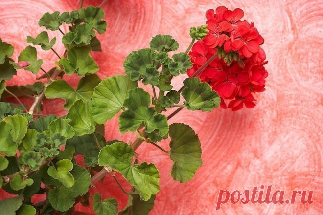 9 НЕДУГОВ, КОТОРЫЕ ЛЕЧИТ ГЕРАНЬ 

Пеларгония домашняя (герань) — растение, которое раньше считали цветком аристократов. Ее восхитительные пышные цветы и яркий окрас станут украшением любого жилища. 

Но герань — это не просто красивый цветок. Ее лечебные свойства сложно переоценить. 

Лечение геранью. 

Для лечения кашля на литр воды возьми 25 г листьев пеларгонии и прокипяти их в течение 10 минут. Полощи этой жидкостью горло, и симптомы простуды как рукой снимет. Сок из л...