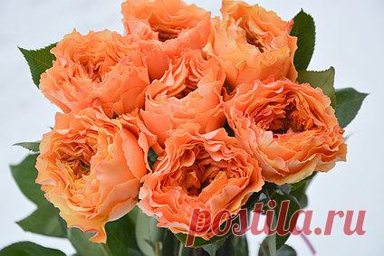 Роза Каралуна (Caraluna) ч/г: саженцы роз, садовый инструмент, секатор, сучкорез, ножовка. доставка по всей Украине. качественные саженцы, рассада и саженцы цветов от 