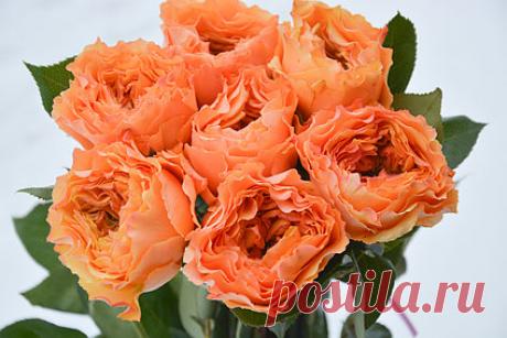 Роза Каралуна (Caraluna) ч/г: саженцы роз, садовый инструмент, секатор, сучкорез, ножовка. доставка по всей Украине. качественные саженцы, рассада и саженцы цветов от "Розарий вашей мечты" - 985992218