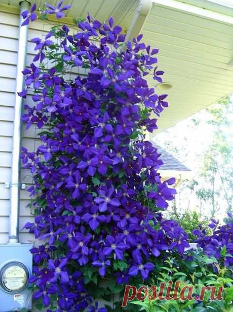 Clematis.