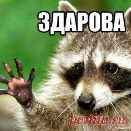 Онлайн по вязанию Енота &quot; повязуна&quot; - Амигуруми - Страна Мам