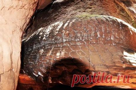 Найдена гигантская окаменевшая змея. - Мировоззрение - медиаплатформа МирТесен