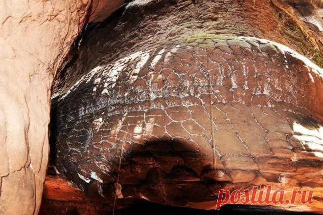 Найдена гигантская окаменевшая змея. - Мировоззрение - медиаплатформа МирТесен