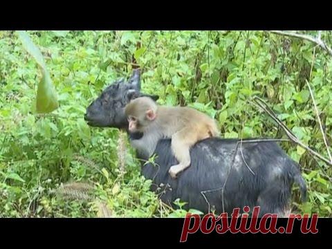 Коза усыновила брошенную обезьянку