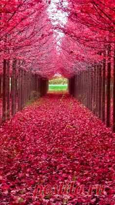 Pinterest