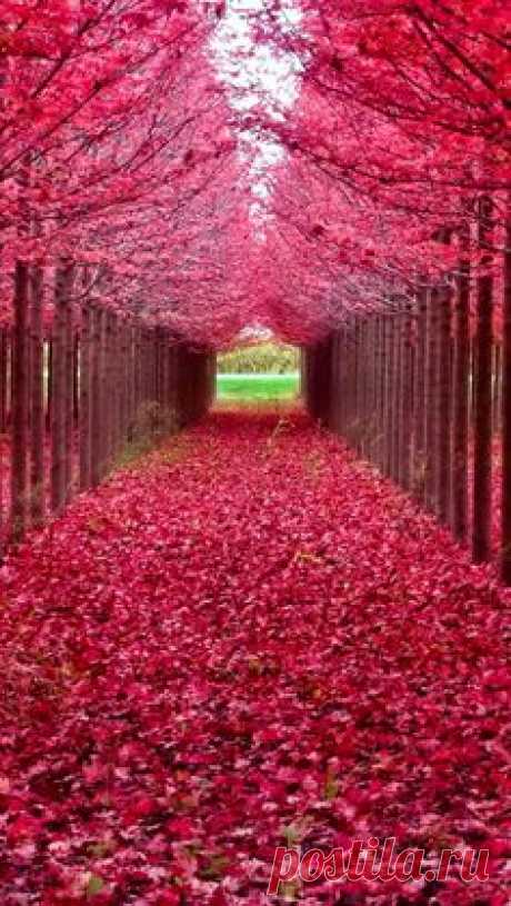 Pinterest