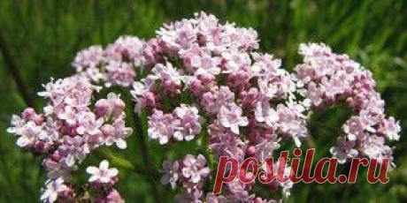 Целебные травы для хорошего сна : Народная медицина : Здоровье : Subscribe.Ru