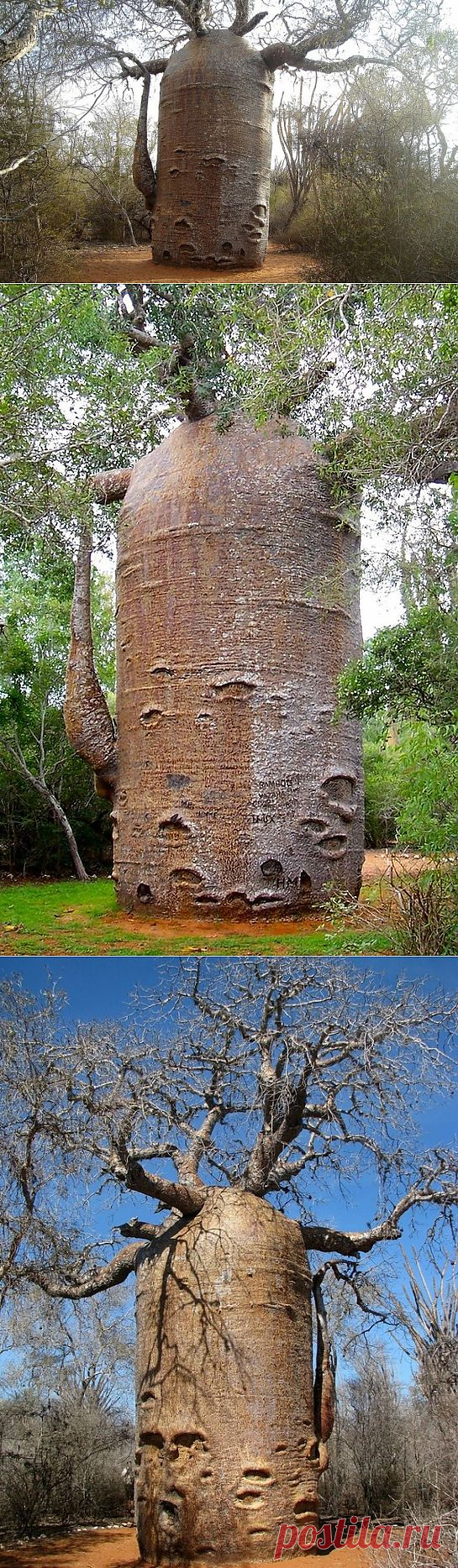 ���������� ������ЗНАМЕНИТЫЙ БАОБАБ