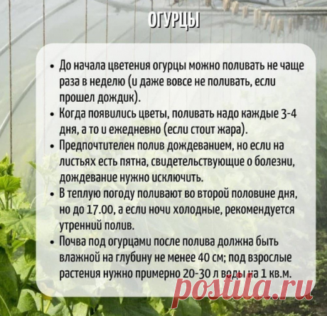 Правила полива овощей