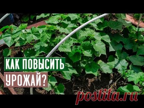 Урожай увеличится в разы!!! Полная инструкция по подкормке огурцов / Садовый гид