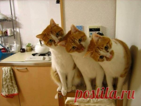 Коты-синхронисты