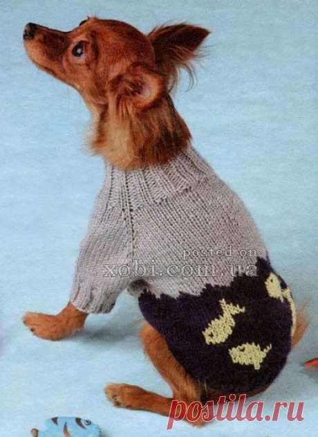 Свитер для собачки. - Для животных