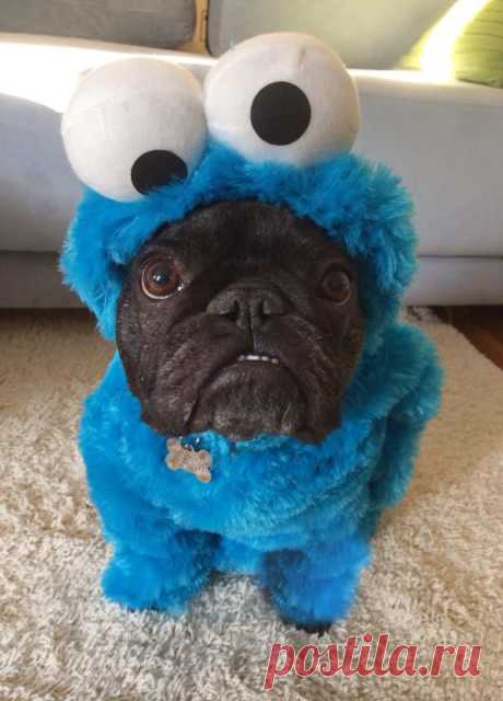 I'm a day late, but Reddit you'll be very happy to meet Murray, in full costume. - Imgur