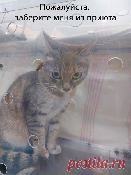Кошка очень хочет домой! Москва. тел 8(9О3)613-14-89  – ЗАЩИТА ЖИВОТНЫХ, пользователь Наталья Г | Группы Мой Мир