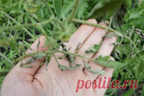 ЕСЛИ ЛИСТЬЯ НА ПОМИДОРАХ НАЧАЛИ СКРУЧИВАТЬСЯ
Сохраните к себе на стену, чтобы не потерять!
Причин сворачивания листьев у томатов очень много. Но по характеру скручивания можно точно угадать, чем мы не угодили высаженной рассаде.
Крутятся кверху «лодочкой»
Тут всего два виновника:
1. Картофельная тля, которая сидит на стеблях и, несмотря на мелкие размеры, скручивает листву кверху. Справиться с ней сложности не составит – опрыскайте помидоры любым препаратом от колорадского...