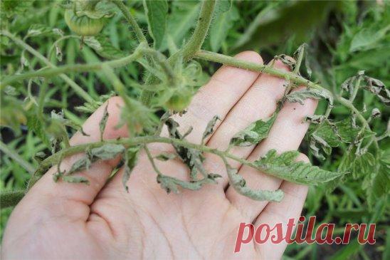 ЕСЛИ ЛИСТЬЯ НА ПОМИДОРАХ НАЧАЛИ СКРУЧИВАТЬСЯ
Сохраните к себе на стену, чтобы не потерять!
Причин сворачивания листьев у томатов очень много. Но по характеру скручивания можно точно угадать, чем мы не угодили высаженной рассаде.
Крутятся кверху «лодочкой»
Тут всего два виновника:
1. Картофельная тля, которая сидит на стеблях и, несмотря на мелкие размеры, скручивает листву кверху. Справиться с ней сложности не составит – опрыскайте помидоры любым препаратом от колорадского...