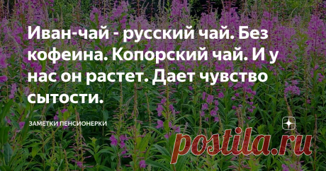 Иван-чай - русский чай. Без кофеина. Копорский чай. И у нас он растет. Дает чувство сытости. Сорочьи глаза, Дремуха, Дикая конопля, Мельничник, Пуховник, Хлебница, Виноход, Дикий лен, Скрипница, Пустодом, Верба трава, Копорник, Маточник, Хрипун...
Такие разные названия, но все они отражают суть растения, его применение на Руси пару-тройку веков назад.
Растение содержит до 15% волокна, из него раньше веревки плели.