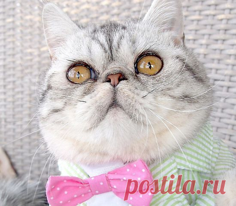 Mostly Cats. Mostly.