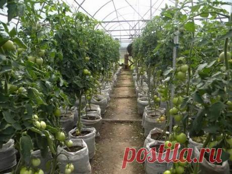 28 способов ускорить созревание томатов, перца, баклажанов и других овощей - Наша дача - медиаплатформа МирТесен