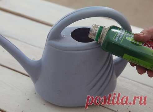 Удобрения для подкормки рассады