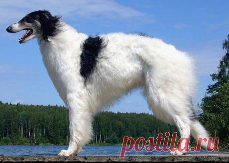 Псовые борзые работают по волку. Особенно смелые и злобные способны взять его в одиночку. Недаром её называют за рубежом русским волкодавом.