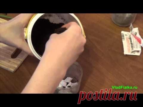 Как вырастить розу из букета | VladFialka все о фиалках и не только