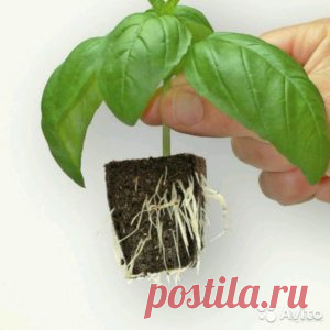 корнеобразователи  | sadok33.ru