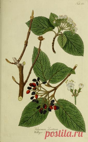 Österreichs allgemeine baumzucht, : oder Abbildungen in- und ausländischer Bäume und Sträuche, deren Anpflanzung in Österreich möglich und nützlich ist : Schmidt, Franz, 1751-1835 : Free Download, Borrow, and Streaming : Internet Archive