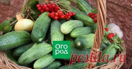 Как часто поливать огурцы в открытом грунте летом для богатого урожая Как поливать огурцы в открытом грунте в летнее время года, чтобы собрать хороший урожай крупных плодов? Разбираемся в тонкостях и секретах этого процесса.