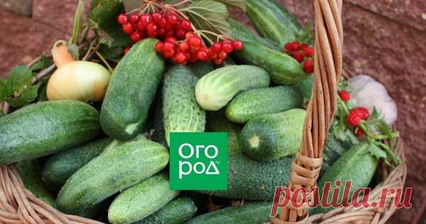 Как часто поливать огурцы в открытом грунте летом для богатого урожая Как поливать огурцы в открытом грунте в летнее время года, чтобы собрать хороший урожай крупных плодов? Разбираемся в тонкостях и секретах этого процесса.