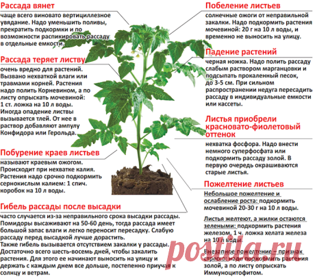 Скорая помощь для рассады
