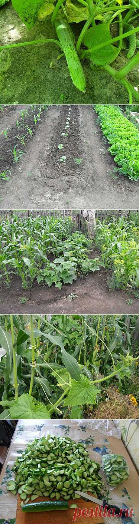 Вкусный Огород: Как вырастить огурцы в открытом грунте