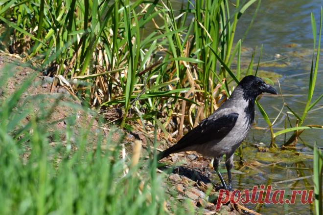 Он помнит ПЕТРА , помнит и наши выходки 25 лет спустя