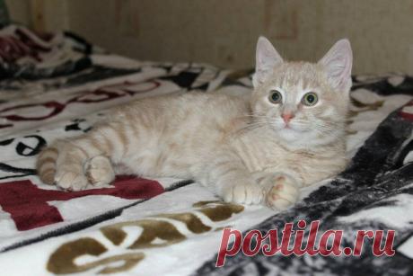 Скизи мазанкин читать Блог по вязанию для начинающих и опытных вязальщиц Ваш ресурс номер один для обучения вязанию спицами. Блог, посвященный бесплатным выкройкам, видео по вязанию, пряже и всему, что нужно для этого удивительного хобби.