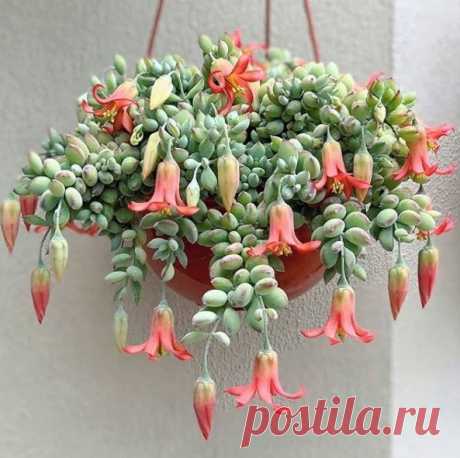 Cotyledon pendens