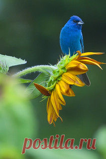 Indigo Bunting | The second Time I saw an Indigo Bunting. I … | Flickr