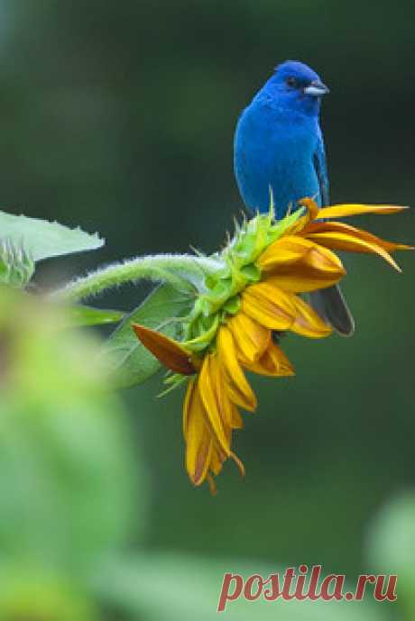 Indigo Bunting | The second Time I saw an Indigo Bunting. I … | Flickr